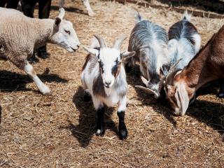 Stunning Large 4 Bed Country House with Hot tub - Pass the Keys - 6