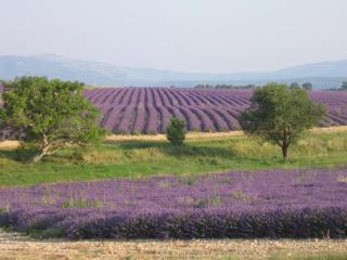 Ferme Para Lou - Sainte-Croix-de-Verdon - 9