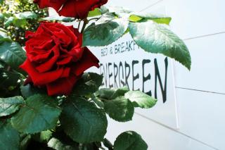 Evergreen - 9