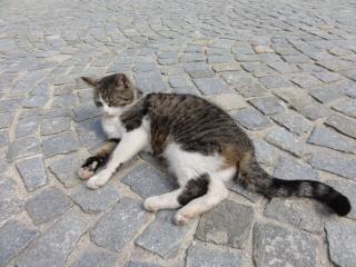 Biohof Weissensteiner - 1