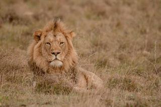 Woodbury Lodge – Amakhala Game Reserve - Amakhala Game Reserve - 1
