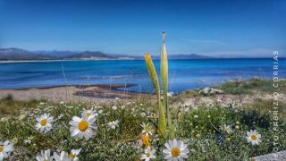 MONOLOCALE YELLOW - Siniscola - 9