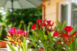 Andi Apartman - Hévíz - 6