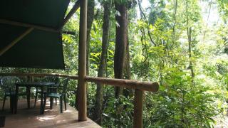 Daintree Crocodylus - 4