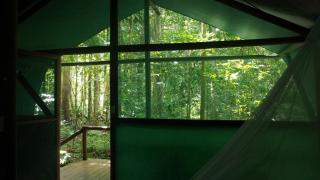 Daintree Crocodylus - Cow Bay - 5