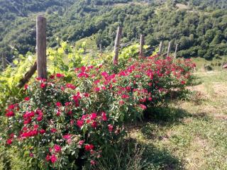 Ca' del Rì - Gargnano - 5