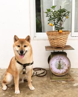 One Chan Farmstay - Chanthaburi - 8