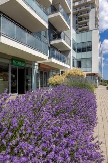 Lavender Ocean - Gdansk - 7