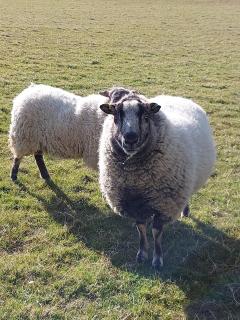 Great Sampford B&B Sorrells farm - Hempstead - 9