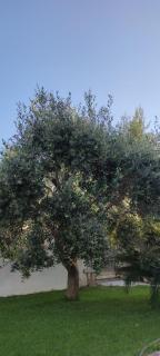 LA BELLA DIMORA - Otranto - 8