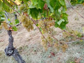 IL VIGNETO - Diano Castello - 5