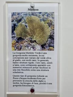 B&B Le Gorgonie - 3