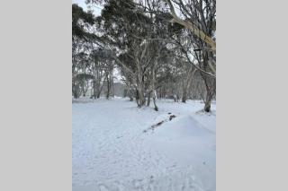 Snow Gums 16 - Dinner Plain - 1