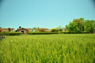 Agriturismo Le Grazie - Principina Terra - 6