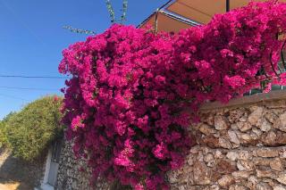 Konstantinas House, a touch of nature & sea - Ferendináta - 5