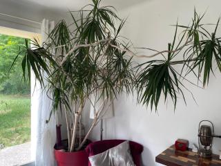 SOUS LE TILLEUL CENTENAIRE - 7