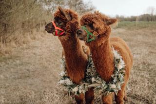 GÄSTEHAUS an der Sempt Ferienwohnungen & Apartements - 1