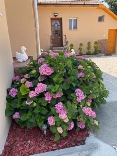 Törpi Apartman - Halmaj - 8