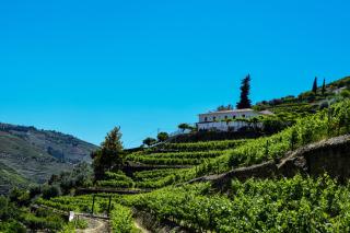 Quinta de la Rosa - Pinhão - 8