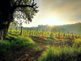 Podere Palazzolo (ADULTS ONLY) - Castellina in Chianti - 3