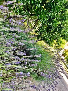 Green Garden - 2