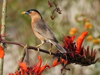 The Coral Tree Boutique Homestay - Agra - 1