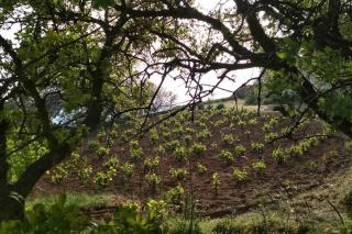 Cottage amidst vines and Oak Trees - 1
