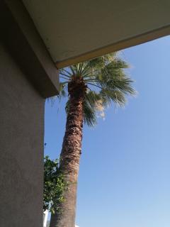 Endless Summer Pool Flat - Ixia - 1