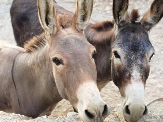 Agriturismo Monte Acuto - natura, mare & relax in piscina - 8