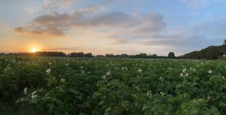 Polderhoek - Woubrugge - 8
