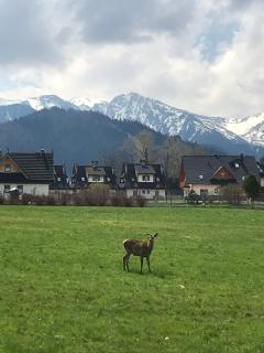 شقة مطلة على الجبل Apartament 3 POKOJOWY Aneks KUCHENNY 3 łazienki pobyt na termach dla 2os, gratis - 0