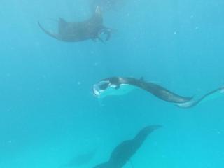 Violet Inn Hotel - 6