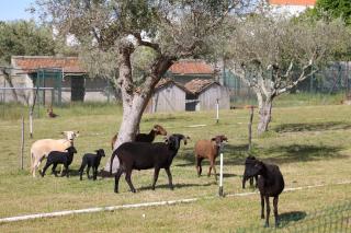 Quinta dos Patos - Pinhanços - 7