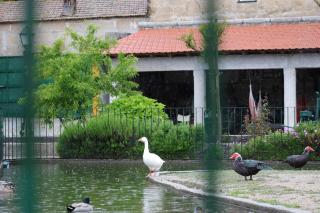 Quinta dos Patos - Pinhanços - 1