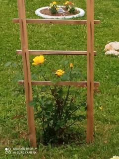 Yellow Rose - Rakovica - 3