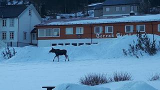 Terråk Gjestegård - 8