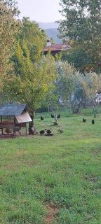 Diamond Farm Villa - Kala Nera - 6