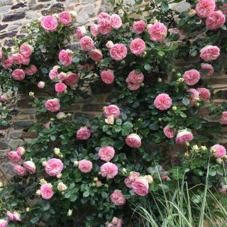 Tillac Chambres d'hôtes - 3