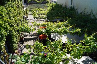 Weingut Haxel - Cochem - 3