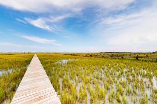 Pink Bird Cottage - Edisto Beach - 6
