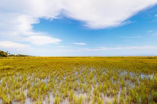 Pink Bird Cottage - Edisto Beach - 3