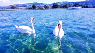 Schönes Studio in Arbon am Bodensee Neu Klimatisiert ! - 7