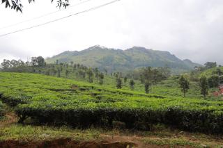 Peace Valley Home Stay - Munnar - 9