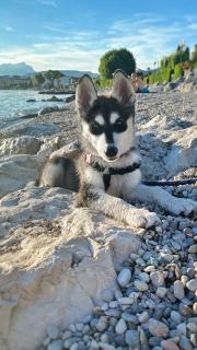 Appartamento Le Vele - Garda - 9