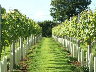 Lobhill Farmhouse Bed and Breakfast and Self Catering Accommodation - Okehampton - 5