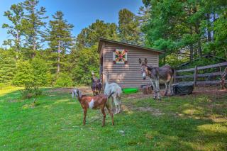 Rustic and Authentic Farm Stay by DuPont Forest! - Hendersonville - 9