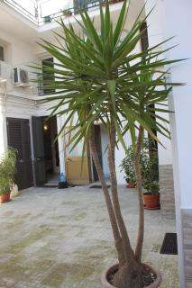 B&B Nuovo Reale - CENTRO STORICO - 8