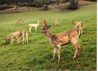 Gasthof Hofbauer - 6