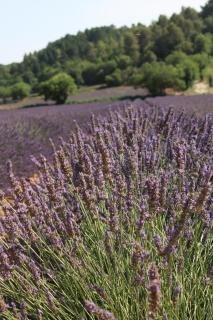 les lauriers de Joelle - Peyrolles-en-Provence - 9