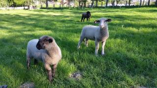 Fewo am Wald - Balve - 1